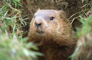 Groundhog seeing his shadow does have a history